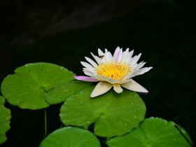 国务院关于进一步促进展览业改革发展的若干意见